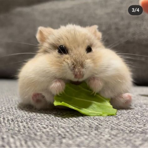 Fat Hamster, Hamster Eating