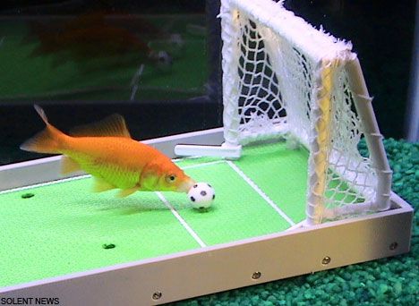 Or maybe soccer... Common Goldfish, Fish School, Fish Activities, Types Of Dragons, Parrot Fish, Basketball Tricks, Playing Soccer, Training Kit, Animal Antics