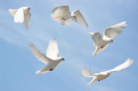 White dove in flight stock image. Image of wings, soar - 16757369 Dove Release, Dove Painting, Dove Flying, White Pigeon, Dove Pigeon, Mandala Design Pattern, Blue Sky Background, White Dove, Poster Background Design