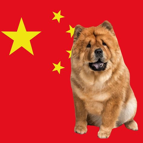 Chinese Dog Breeds, Australian Dog Breeds, Russian Dog Breeds, Japanese Dog Breeds, Loyal Dog Breeds, Chinese Dog, Hairless Dog, Tibetan Spaniel, Shar Pei Dog