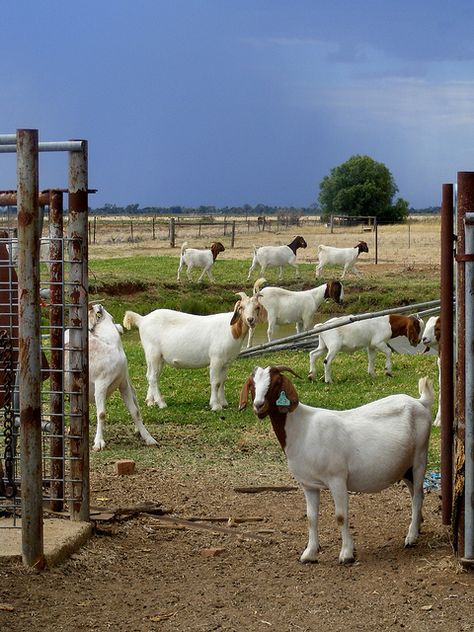 . Poultry Farm Buildings, Sheep House, Goat Pen, Rasool Allah, Boys Artwork, Boer Goats, Raising Goats, Vegetable Garden Raised Beds, Livestock Farming