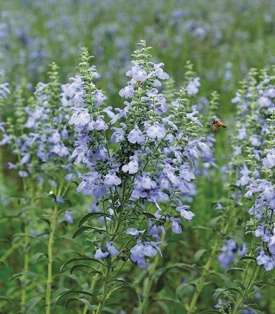 Salvia Azurea, Salvia Caradonna, Perennial Border, Wildflower Meadow, Blue Sage, Native Garden, Herbaceous Perennials, Attract Butterflies, Beneficial Insects