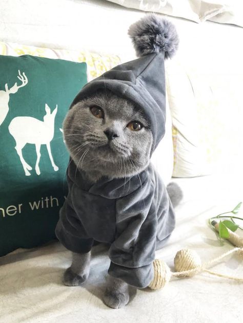 1pc Pom Pom Decor Cat Hoodie Cats Wearing Clothes, Baby Wolves, Pom Pom Decor, Animal Reference, Cat Cuddle, Therapy Animals, Gray Cat, Animal Sweatshirt, Cat Hoodie