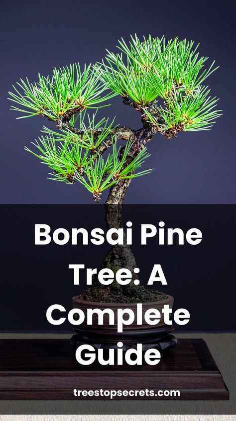 Discover the ultimate guide to bonsai pine tree care. Learn how to grow and nurture Pinus species with our comprehensive steps and tips. Pine Bonsai Tree Diy, How To Bonsai A Tree, Japanese Black Pine Bonsai, Avocado Growing, Black Pine Bonsai, Fun Hacks, Tree Types, Bonsai Diy, Japanese Black Pine