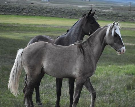 Rocky Mountain Horse, Grulla Horse, Horse Markings, Horse Coat Colors, Mountain Horse, Horse Inspiration, Horse Boarding, Horse Aesthetic, Most Beautiful Horses