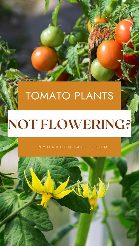 Do you have a tomato plant that refuses to flower? Are you wondering why your tomato plant isn’t producing the juicy fruits you love to eat? Don’t worry – you are not alone! Tomato plants can be tricky to care for and it’s not uncommon for them to struggle to flower. But don’t give up! If you take the right steps, your tomato plant will be flowering in no time and you’ll be enjoying delicious, homegrown tomatoes sooner than you think. Read on to learn what to do. Pruning Tomato Plants, Tomato Growers, Garden Tricks, Cherry Tomato Plant, Tomato Growing, Determinate Tomatoes, Big Tomato, Garden Problems, Grow Tomatoes