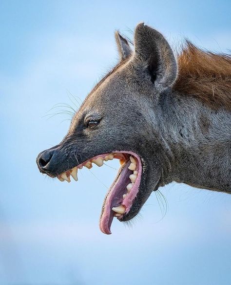 Nature Photography Animals, Spotted Hyena, 10 Animals, Ugly Animals, Kruger National Park, Save Animals, Wild Dogs, Hyena, Wildlife Animals