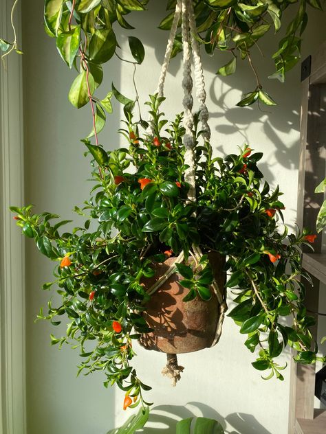 Goldfish plant Orange Hanging, Goldfish Plant, Flowers Indoor, Indoor Flowers, Red Leaves, Hanging Plant, Blooming Plants, All About Plants, Tropical Plants