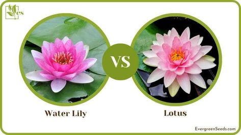 Water Lily Vs Lotus Flower Tattoo, Water Lily Vs Lotus Flower, Lotus Plant, Anime Sites, Lily Lotus, Flower Collection, Pink Lotus, Floating In Water, Seed Pods