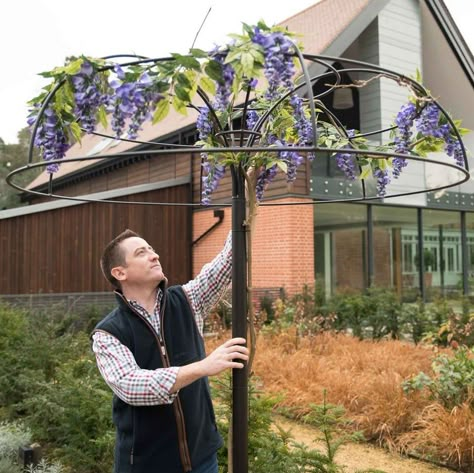 Harrod Wisteria Umbrella Support Frame Wisteria Trellis, Wisteria Pergola, Natural Landscaping, Wisteria Tree, Garden Vines, Garden Yard Ideas, Plant Supports, Natural Garden, Art Garden