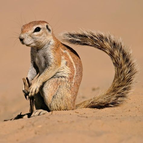 Animal Planet on Instagram: “Don't be fooled by this squirrels ordinary appearance. This is the xerus, or African ground squirrel! Much like prairie dogs, these little…” Indian Squirrel, Warrior Squirrel, Squirrel Species, Abc Animals, Seasons Worksheets, Special Animals, African Tree, Prairie Dogs, Grey Squirrel Photography