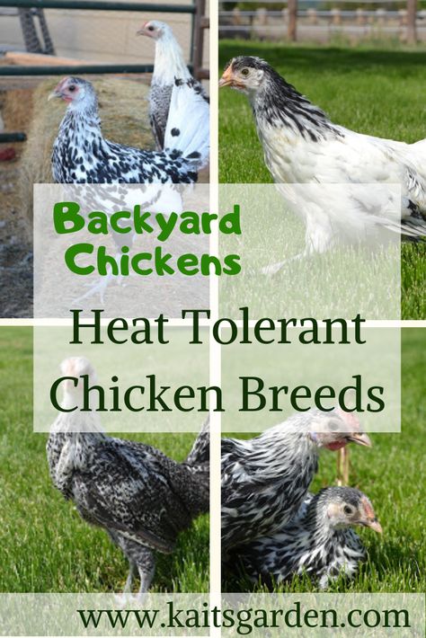 Heat Tolerant Chicken Breeds, Chickens Backyard Breeds, Molting Chickens, Mother Clucker, Poultry Business, Chicken Raising, Chicken Incubator, Summer Chicken, Chicken Care