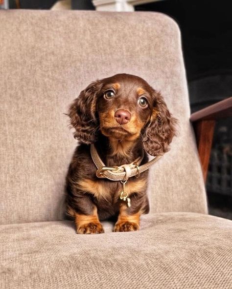 Miniature Dachshund Breeders, Dapple Dachshund Miniature, Daschund Puppies, Dapple Dachshund Puppy, Doxie Puppies, Baby Dachshund, Dachshund Puppies For Sale, Dachshund Puppy Miniature, Dapple Dachshund