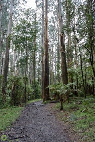 Bush Houses Australian, Australian Forest, Australia Forest, Bush Landscape, Australian Environment, Aussie Winter, Bush Photography, Australian Landscapes, Australian Nature