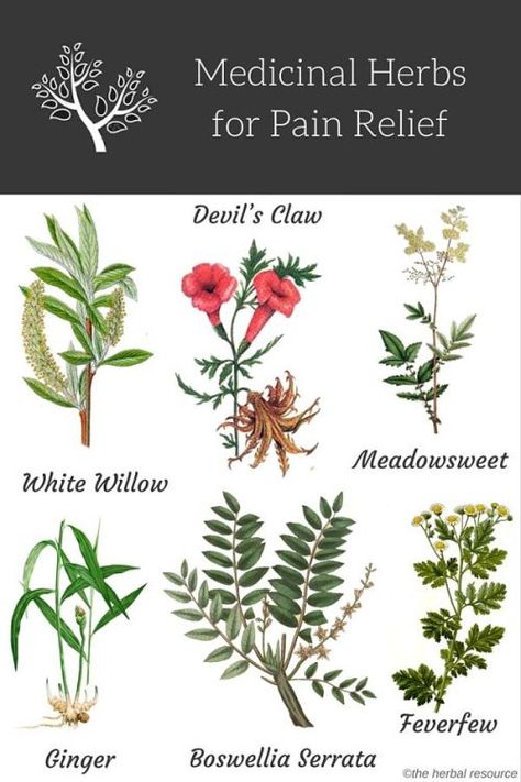 Medicinal Herbs for Pain Relief No vitamins,... | Medicinal Herbs & Plants Herbs For Pain Relief, Magia Das Ervas, Medical Herbs, Natural Healing Remedies, Herbal Healing, Diy Remedies, Herbs For Health, Natural Therapy, Natural Diy