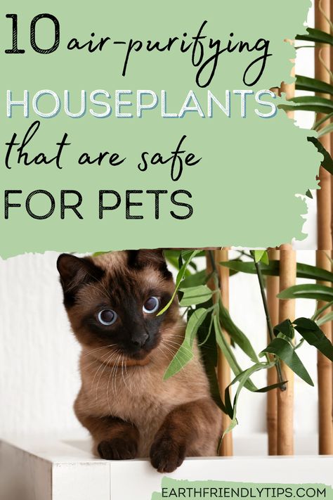 Indoor Plants Pet Friendly, Cat Safe House Plants, Air Filtering Plants, Pet Friendly House Plants, Dog Safe Plants, Safe House Plants, Cat Friendly Plants, Best Air Purifying Plants, Plants Pet Friendly