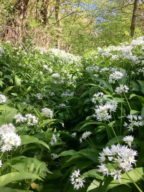 Wild Garlic: How to find, identify and enjoy it Permaculture Homestead, Bear Woman, Foraging Guide, Garlic Flower, Wild Garlic Pesto, Planting Onions, Growing Garlic, Chicken Garden, Harvest Recipes