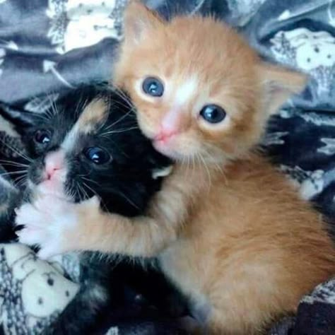 Two Kittens, Ugly Cat, Silly Cats Pictures, Cute Cats Photos, Brother And Sister, Cats Funny, Cat Behavior, Silly Animals