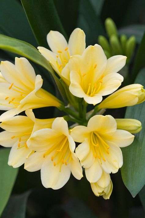 Calandiva Care, Clivia Plant, Clivia Plant Landscape, Guzmania Plants Care, How To Grow Clivias From Seeds, Plants With Yellow Flowers, Lilly Garden, Clivia Miniata, Seed Raising