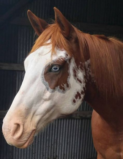 Unique Horse Face Markings, Rare Horse Colors, Face Markings, Facial Markings, Unusual Horse, Cowboy Photography, Wild Horses Photography, Horse Markings, Horse Reference