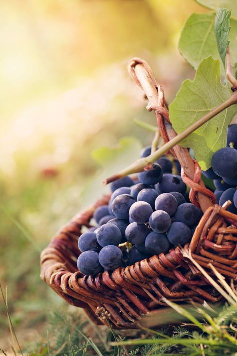 Giant Vegetable, Agriculture Photos, Vegan Pulled Pork, Purple Fruit, Grape Harvesting, Dried Figs, Vegetable Basket, Autumn Nature, Plant Food