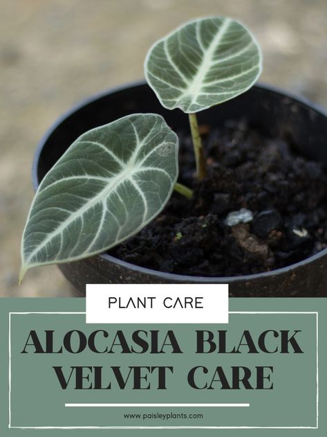 Alocasia Black Velvet Plant Care Guide - Paisley Plants Alocasia Plant Black Velvet, Black Velvet Alocasia Care, Alocasia Black Velvet Plant Care, Black Velvet Plant Care, Black Alocasia, Black Velvet Plant, Velvet Alocasia, Velvet Plant, Colorado Flowers