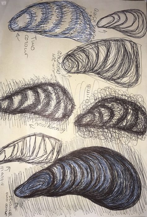 Drawings of muscle shells in different mark making techniques to show range and skill Shell Artwork, Shell Drawing, Organic Architecture, Organic Form, Mark Making, Drawing Sketches, Shells, Abstract Artwork, Texture