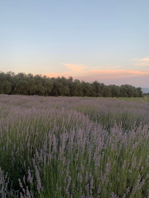 Lavender Drink, Aesthetic Garden, Furniture Design Chair, Lavender Aesthetic, Lavender Garden, Lavender Field, Lovely Lavender, Concept Board, Different Seasons