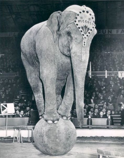 Elephant Balancing On A Ball, Elephant On A Ball, Vintage Circus Performers, Circus Ball, Vintage Circus Photos, Circus Pictures, Cirque Vintage, Old Circus, Circus Aesthetic