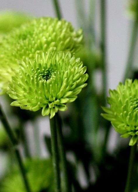 November Bujo, Green Chrysanthemum, Tarot Deck, Green Flowers, Chrysanthemum, Love Flowers, Mist, Plants, Flowers