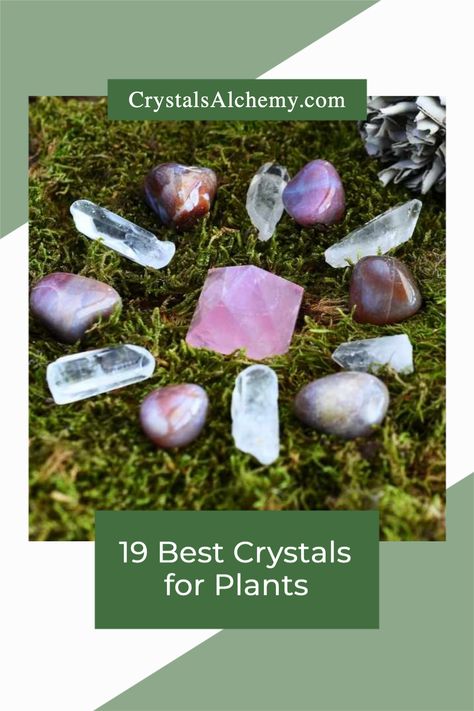 Depending on the type of plants that you are growing, different crystals can help encourage growth and health. In this article, we will explore some of the most best crystals for plants, gardening and plant growth. Crystals For House Plants, Crystals For Garden, Crystals For Plants Health, Crystals To Help Plants Grow, Crystals In Plants, Crystals For Inspiration, Terrariums With Crystals, Crystals In The Garden, Crystals For Plant Growth