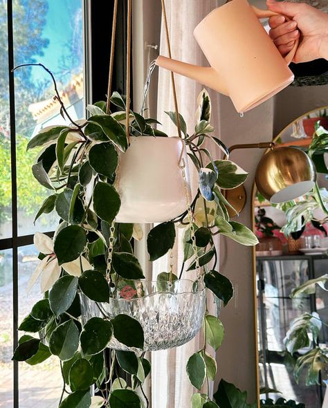 Catch Trays Crystal Hanging, House Plants Decor, Hanging Plant, Drip Tray, Diy Hanging, Watering Can, Hanging Plants, A Bowl, Plant Decor