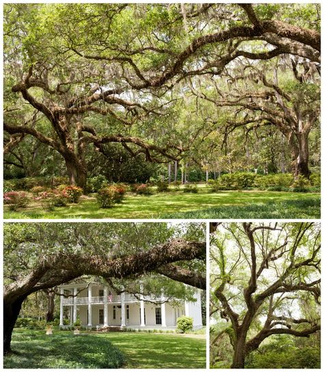 Live Oak trees in Eden Gardens State Park (30A) Eden Garden State Park, Eden Gardens State Park, Travel Cities, Eden Gardens, Colors Photography, Eden Garden, Short Vacation, Live Oak Trees, Garden State