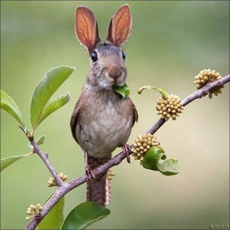 Rabbit Bird Animal Mashups, Photoshopped Animals, Funny Artwork, Photo Retouching, Weird Animals, Mythical Creatures, Funny Photos, Funny Images, Stuffed Animals