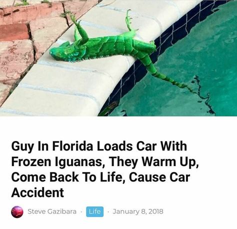 Florida Man Meme, Florida Funny, Roblox Cringe, Writer Memes, Super Funny Pictures, Florida Man, Sunshine State, Having A Bad Day, Instagram Page