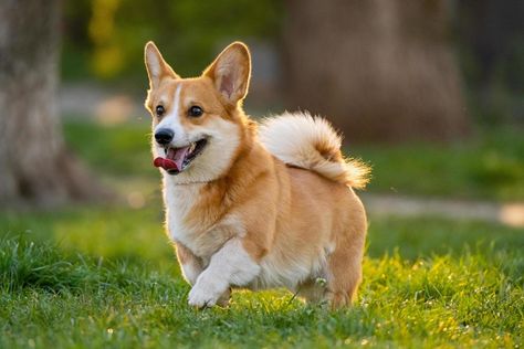 funny portrait of cute corgi dog outdoors Corgi Puppy Photoshoot, Corgi Portrait, Corgi Swimming, Corgi Laying Down, Corgi Meme, Cute Corgi, Corgi Dog, Dog Boarding, Outdoor Dog