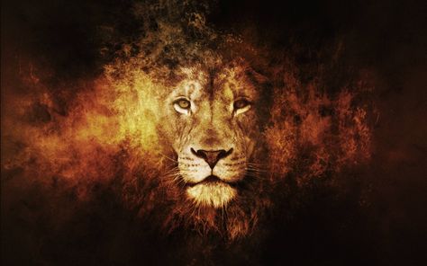 Best Lion Pictures Wallpaper - Best Wallpaper HD Lion Wallpaper Iphone, Lion Hd Wallpaper, Abstract Lion, Iphone 6 Plus Wallpaper, Lion Artwork, Lions Photos, Lion Love, Lion Wallpaper, Roaring Lion