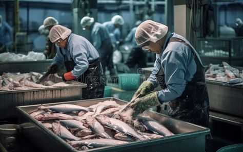 Fishermen are sorting fresh tuna fish in a seafood factory. stock photography Fish Factory, Fresh Tuna, Tuna Fish, Fish And Seafood, Stock Photography, Seafood, Photo Image, Nutrition, Fish