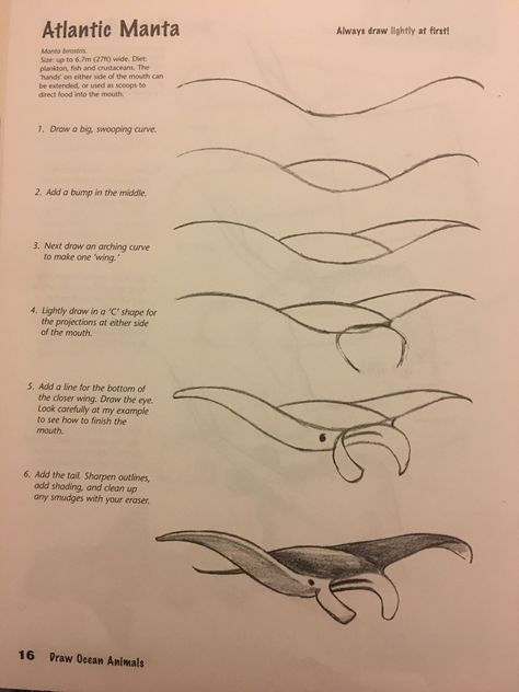 Drawings Of Stingrays, Manta Ray Drawing Step By Step, How To Draw A Stingray Step By Step, Beachy Sketch Ideas, Sea Animal Drawings Sketches, How To Draw Marine Animals, How To Draw Manta Ray, Cute Marine Animals Drawing, Marine Life Drawing Simple