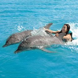 Swim with Dolphins. Dolphin Trainer, Swim With Dolphins, A Dolphin, Travel Bucket, Travel Bucket List, Cancun, Beautiful Creatures, Snorkeling, Dolphins