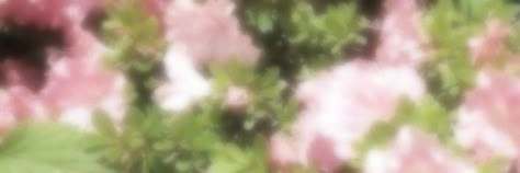 Pink And Green Header Aesthetic, Aesthetic Long Widget, Pink And Green Header, Pink And Green Banner, Pink Twt Header, Long Widget Aesthetic, Flower Header, Pink Twitter, Cute Twitter Headers