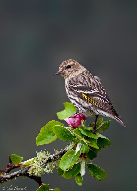 Pine Siskin (Carduelis pinus) Chris Hansen, Secretary Bird Photography, House Sparrow Photography, Hawfinch, Pine Siskin, Birds On Branches Photography, Pine Grosbeak Birds, Siskin, Chaffinch