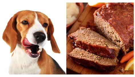 Dr Judy Morgan Pup Loaf, Pup Loaf Recipe, Dog Meatloaf Recipe, Dog Loaf, Meatloaf Cake, Low Carb Meatloaf, Lentil Loaf, Dog Bread, Dog Food Treats