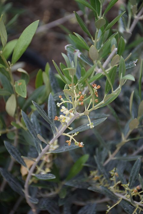 Click to view a full-size photo of Arbequina European Olive (Olea europaea 'Arbequina') at Family Tree Nursery Olive Foliage, Full Size Photo, Tree Nursery, Olea Europaea, Edible Landscaping, Outdoor Pots, How To Attract Birds, Overland Park, Landscaping Plants