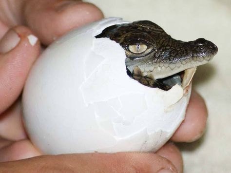 Careful it Bites - Croc Fact: An Australian Crocodile can reach over 20 feet in length and yet the average crocodile egg is smaller than a goose egg.. Crocodile Eggs, Crocodile Images, Australian Crocodile, Baby Alligator, Saltwater Crocodile, Homeschool Projects, Smiling Dogs, Coloring Eggs, Crocodiles