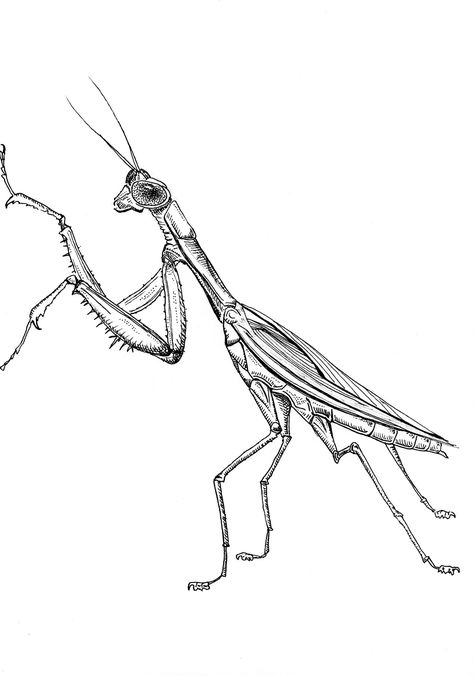 Part of my "Maryland Insect" series, this drawing features the praying mantis. This pen drawing is made on acid-free heavyweight paper using black Sarstedt pen. The print you will receive captures all features and details from the original. Message me for custom sizes, composition, color, and pricing. Free shipping on all products! Please choose a size from the menu. The 8"x10" prints are on 8.5"x11" ultrawhite cardstock. All drawings and digital additions are my own. The watermark will removed in the print. Enjoy! Praying Mantis Line Drawing, Praying Mantis Drawing Tattoos, Prey Mantis Drawing, Preying Mantis Sketch, Praying Mantis Tattoo Design, Pray Mantis Tattoo, Praying Mantis Tattoo Simple, Mantis Tattoo Design, Praying Mantis Drawing