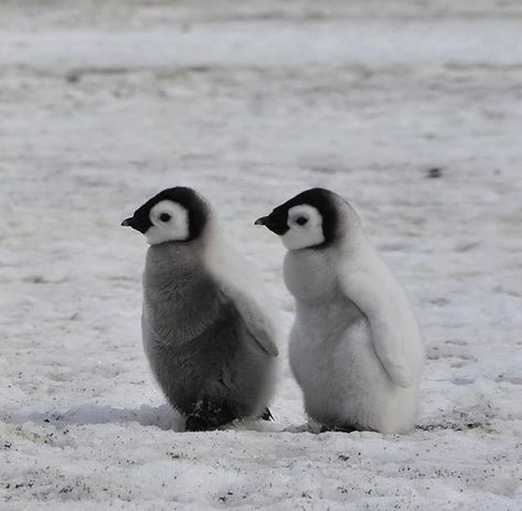 Penguin Aesthetic, Penguin Drawing, Kawaii Penguin, Emperor Penguin, Animal Icon, Baby Penguins, Silly Animals, Cutest Thing Ever, Cute Penguins