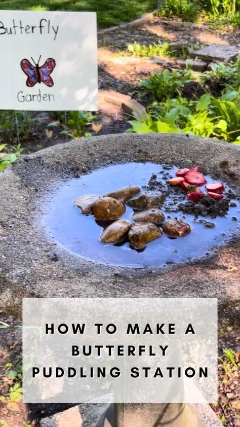 How to Make a Butterfly Puddling Station - Rooted Wings Co Raise Butterflies, Kids Nature Activities, Kill Weeds Naturally, Butterfly Bath, Butterfly Feeders, Butterfly Feeder, Butterfly Garden Plants, Milkweed Plant, Compost Tea