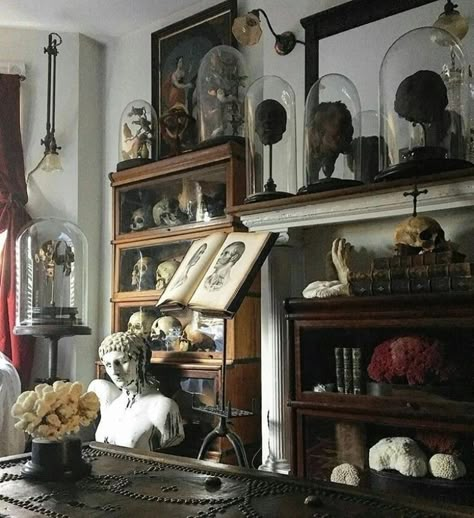 Cabinet Of Curiosity Aesthetic, Antique Collections Display, Room Of Curiosities, Victorian Naturalist Aesthetic, Oddities Decor Victorian, Curiosity Cabinet Aesthetic, Cabinet Of Curiosities Aesthetic, Alchemy Decor, Naturalist Aesthetic