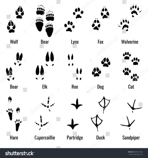 Wildlife animals, reptiles and birds footprint, animal paw prints vector set. Footprints of variety of animals, illustration of black silhouette footprints #Ad , #SPONSORED, #animal#footprint#prints#paw Bird Footprint, Animal Paw Prints, Cub Scout Activities, Wild Animals Vector, North American Animals, Animal Footprints, Animals Illustration, American Animals, Birthday Boys